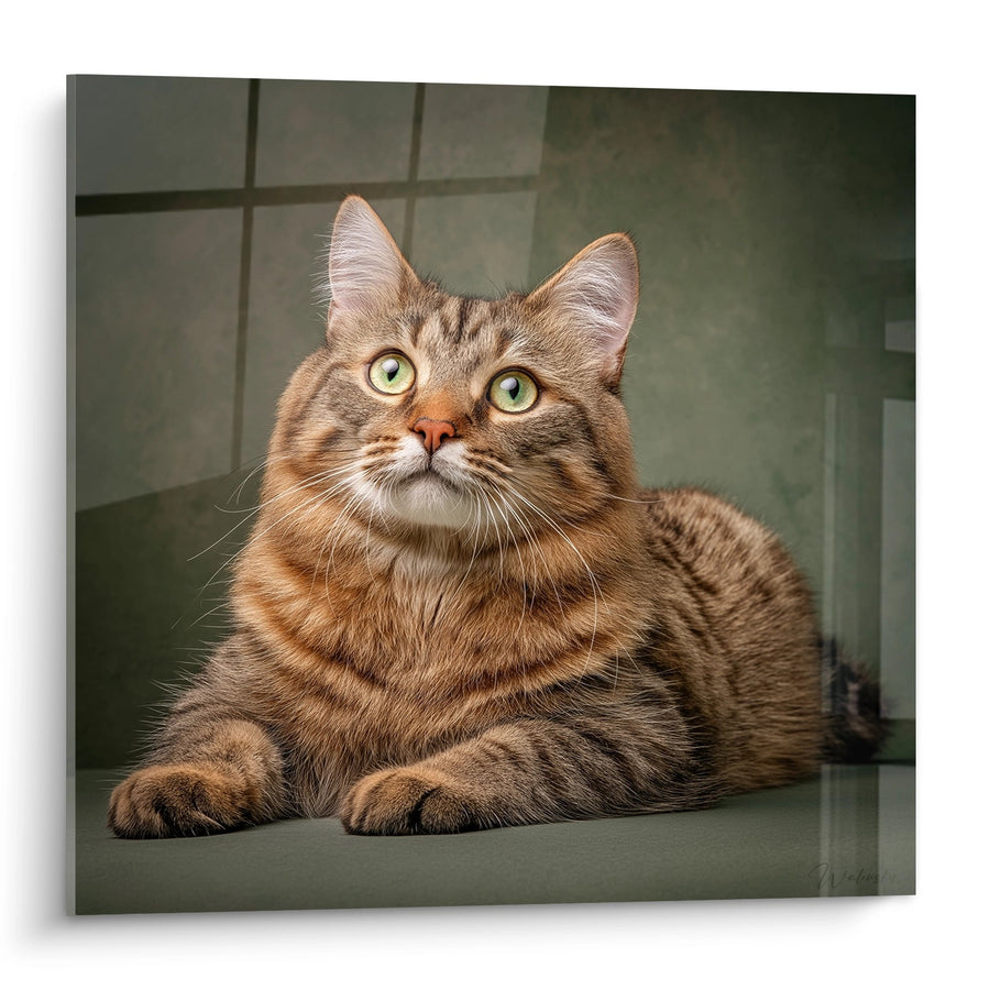 Tableau Chat American Bobtail aux Yeux Verts - Regard Captivant - Edition chat American Bobtail