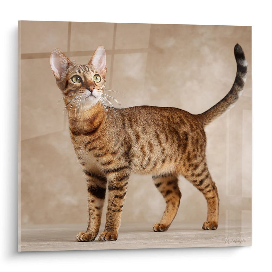 Tableau Chat Serengeti Portrait - Elegance Sauvage - Edition chat Serengeti