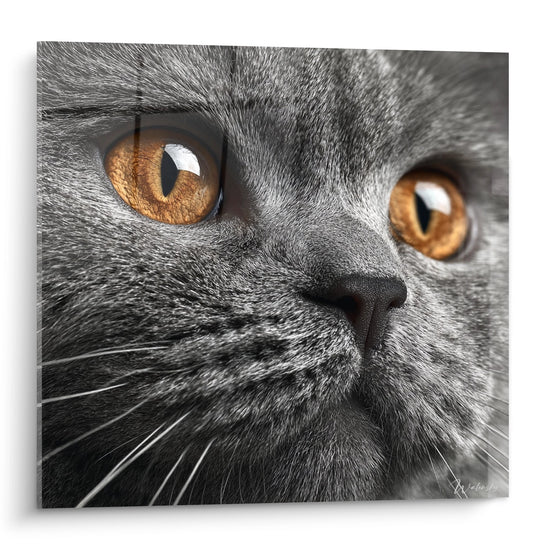Obraz Portret Kota Scottish Fold - Hipnotyzujący Amberowy Wzrok - Edycja Scottish Fold