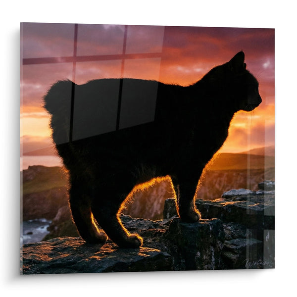 Schilderij Manx kat bij zonsondergang - Gouden silhouet - Manx katteneditie
