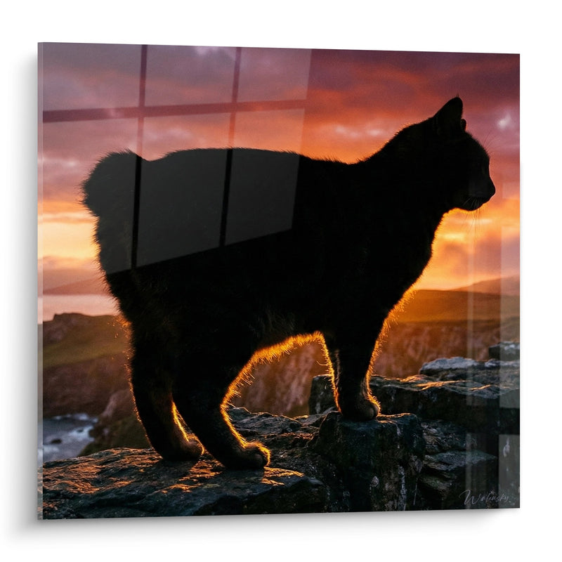 Tabella Chat Manx al Tramonto - Silhouette Dorata - Edizione chat Manx