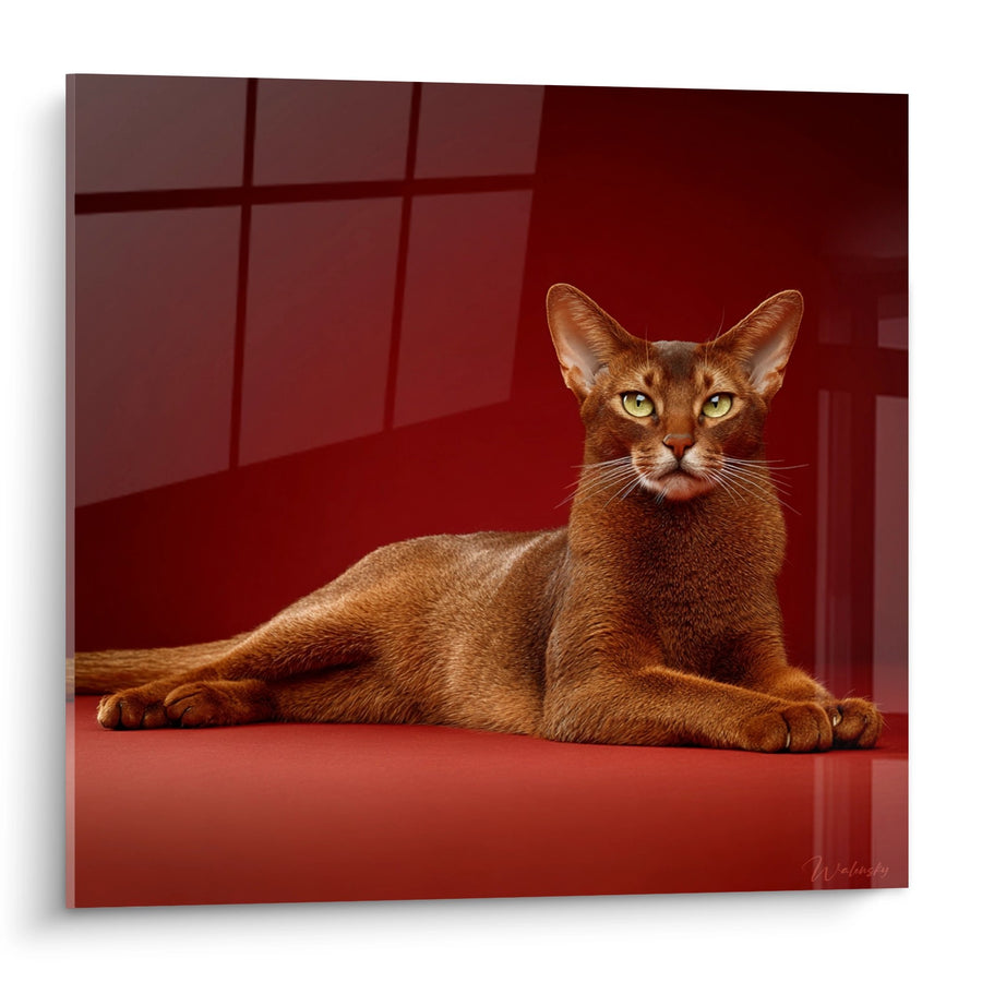 Tableau Chat Abyssin Élégant - Grâce Féline Rouge - Edition chat Abyssin