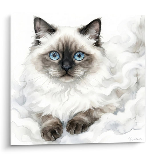 Cuadro Gato Himalaya con Ojos Azules - Dulzura Celeste - Edición gato Himalaya