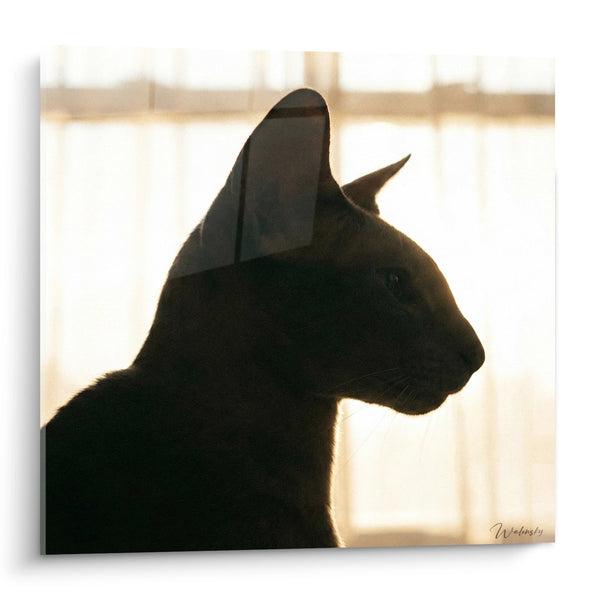 Cuadro Gato Silueta Ventana - Contemplación Dorada - Edición gato Peterbald