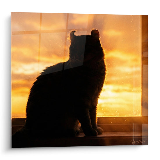 Katten Schilderij Silhouet Zonsondergang - Gouden Contemplatie - Editie American Curl kat