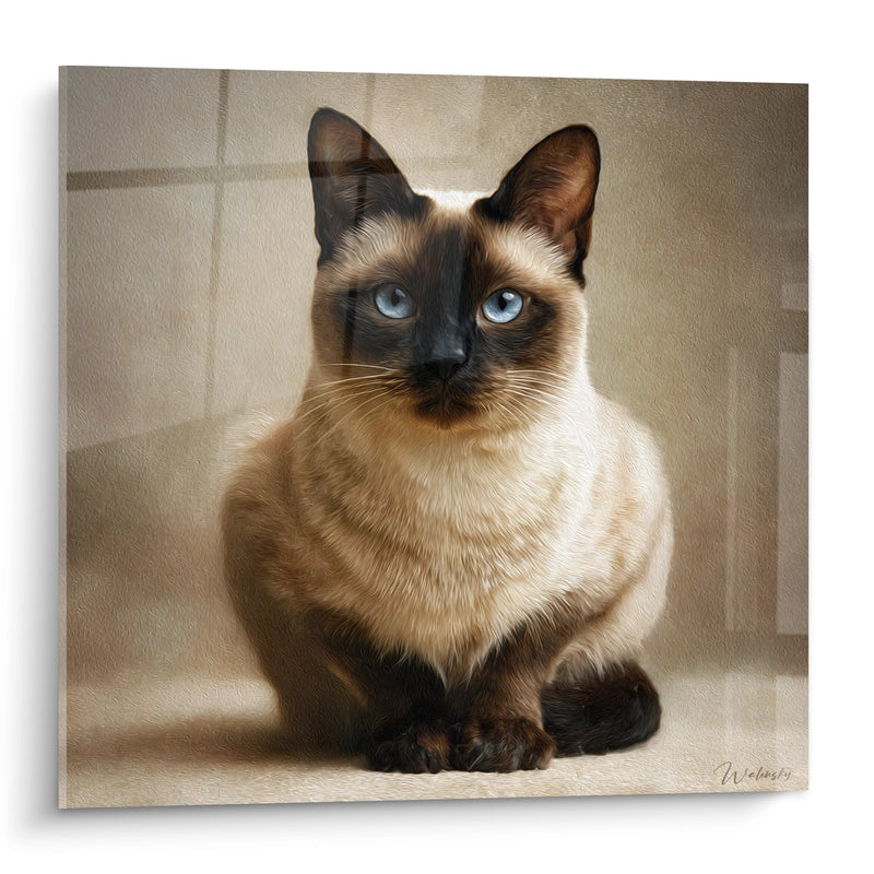 Chat Burmese di Tableau con occhi azzurri - sguardo penetrante - Edizione chat Burmese