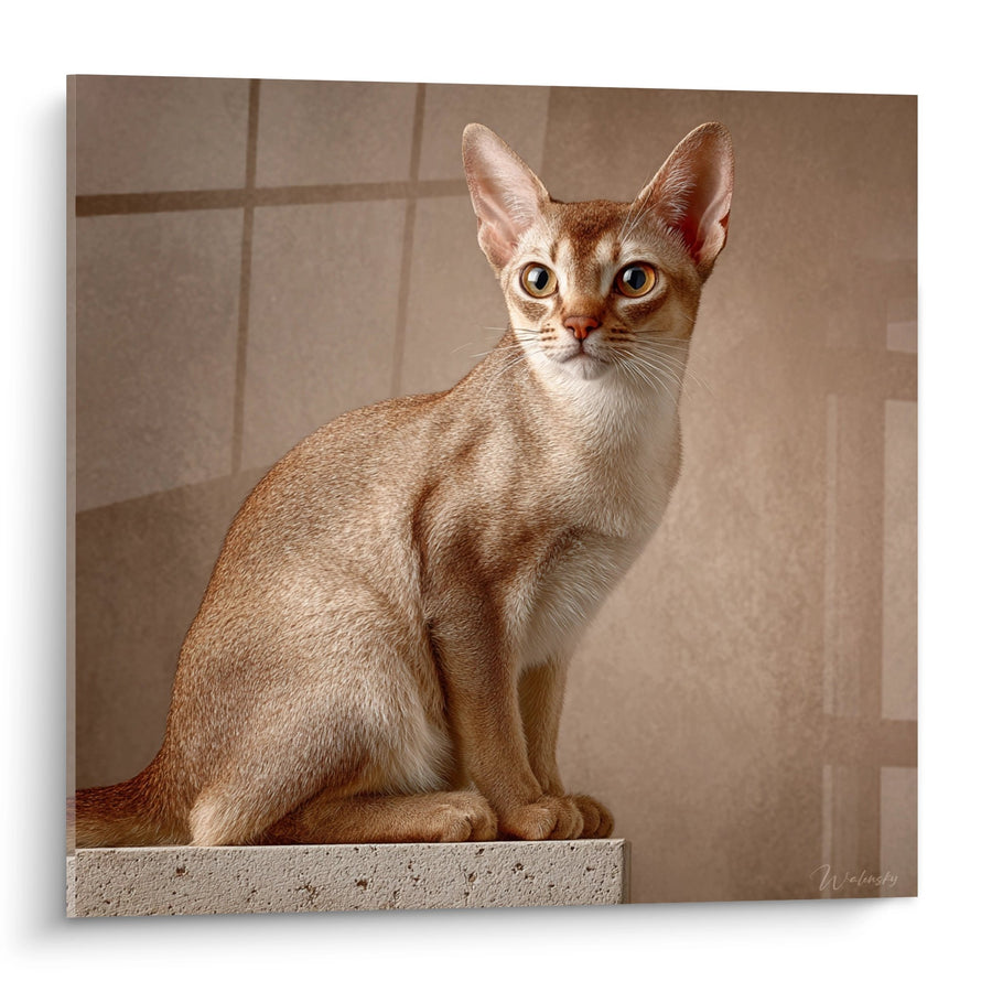 Tableau Chat Singapura Assis - Regard Perçant - Edition chat Singapura