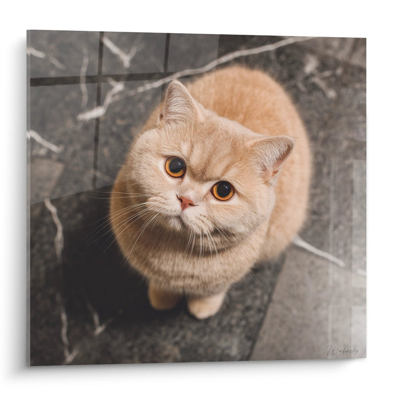 Schilderij Britse Korthaar Crème - Tedere blik - Editie Britse korthaar