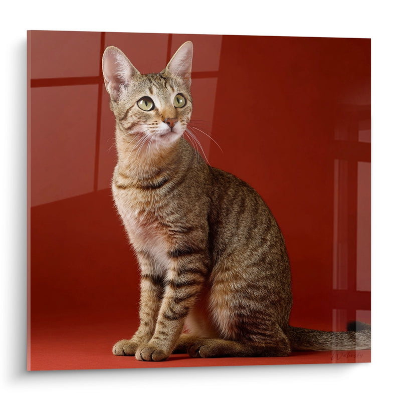 Chat Tableau Sokoke Seduto - Ritratto Maestoso - Edizione del gatto Sokoke