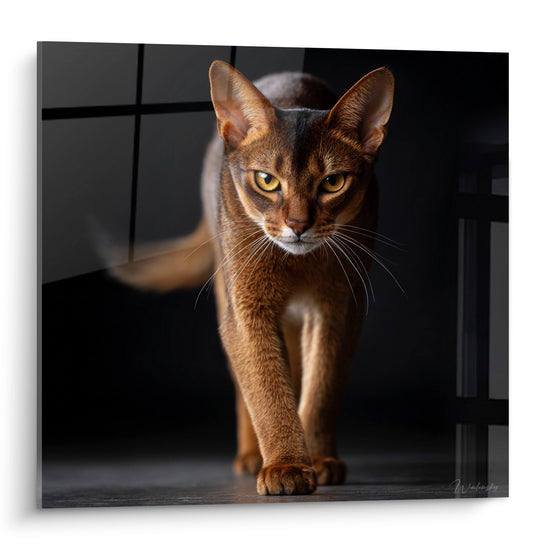 Portrait artistique chat abyssin roux aux yeux dorés sur tableau mural décoratif haute qualité