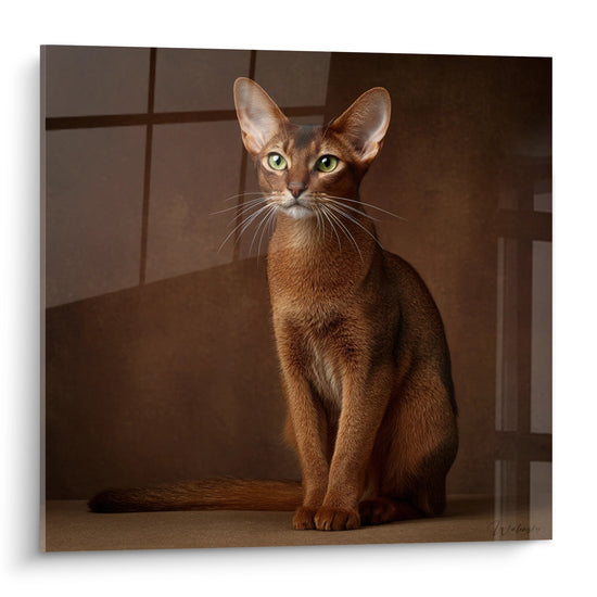 Schilderij Zittende Abessijn Kat - Doordringende Blik - Abessijn katten editie