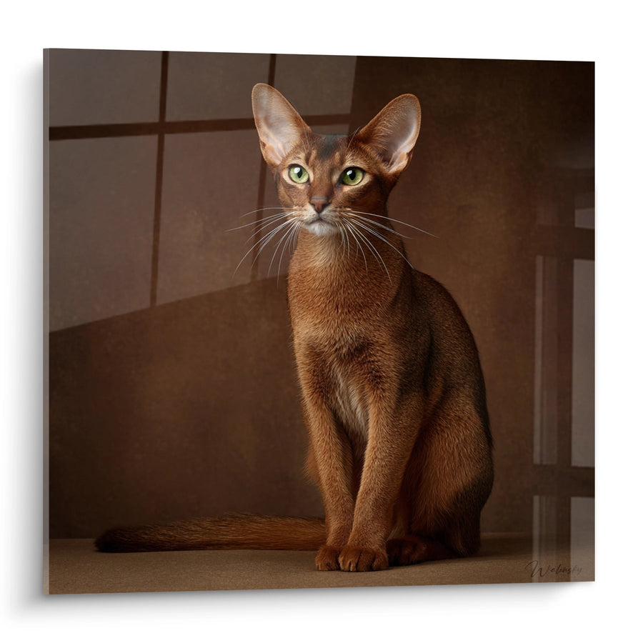 Tableau Chat Abyssin Assis - Regard Perçant - Edition chat Abyssin