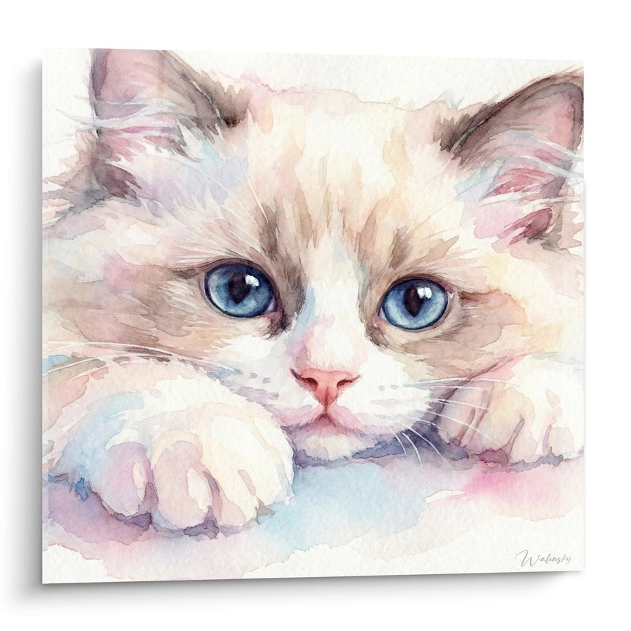 Tableau Chaton Ragdoll Aquarelle - Regard Azur - Edition chat Ragdoll