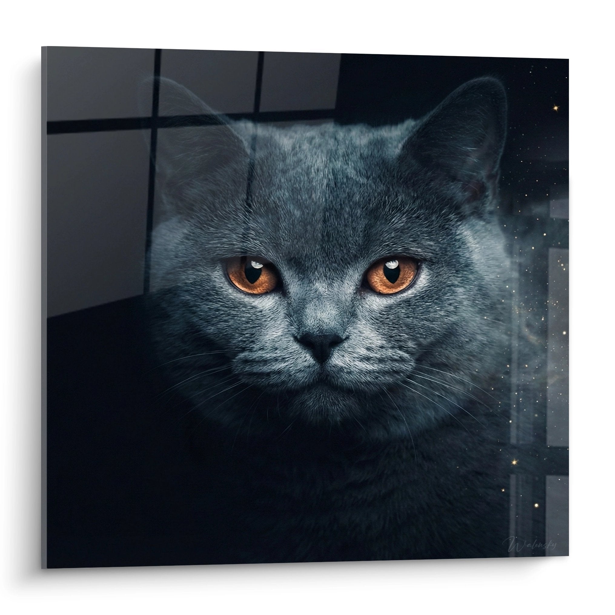 Quadro ritratto gatto British Shorthair grigio con occhi ambra su fondo stellato, arte murale decorazione felina