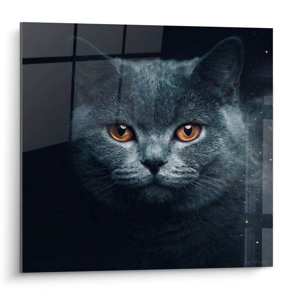 Cuadro Gato Británico de Pelo Corto Ojos Ámbar - Mirada Mística - Edición gato británico de pelo corto