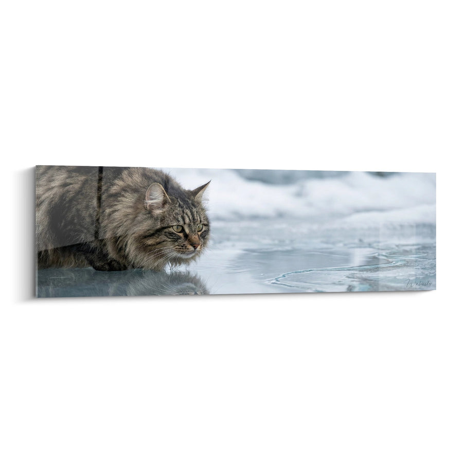 Tableau Chat Norwegian Forest Cat au bord de l'eau - Reflet Contemplatif - Edition chat Norwegian Forest Cat