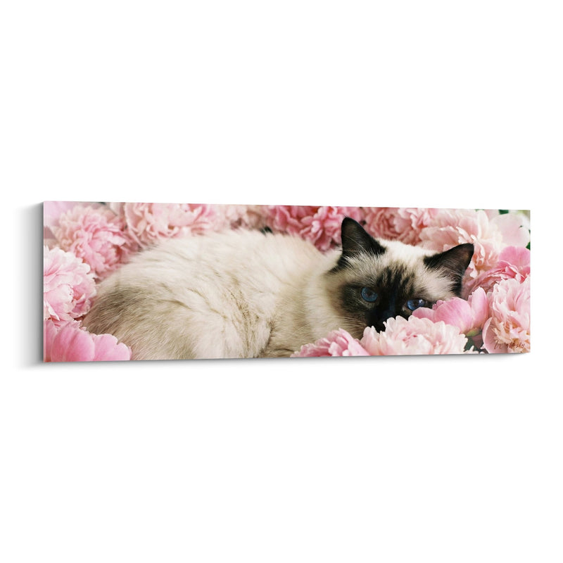 Chat Birmano Tableau con Peonie Rosa - Dolcezza Floreale - Edizione chat Birmano