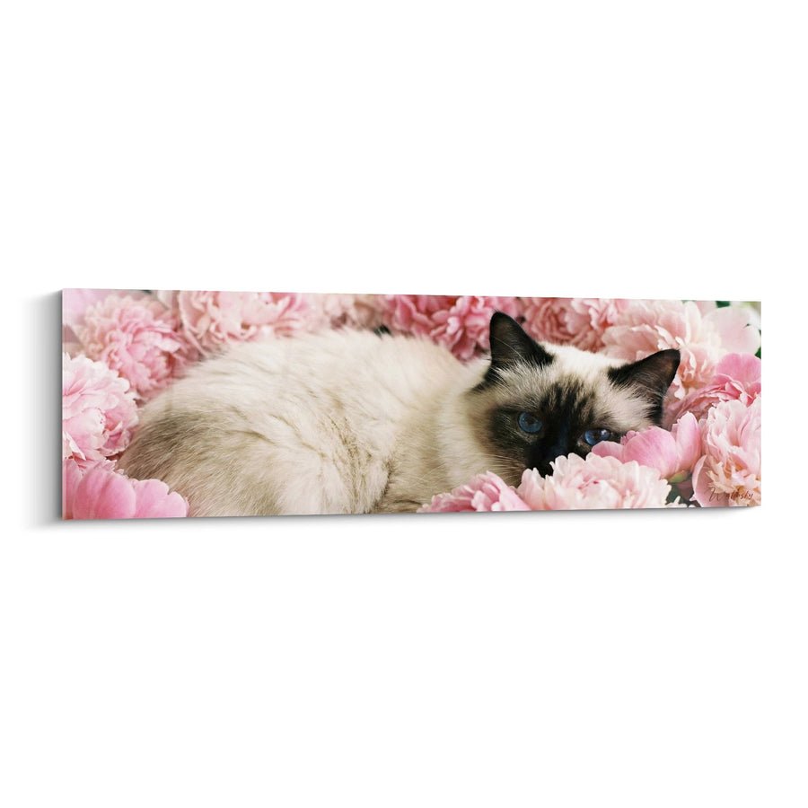 Tableau Chat Birman aux Pivoines Roses - Douceur Florale - Edition chat Birman