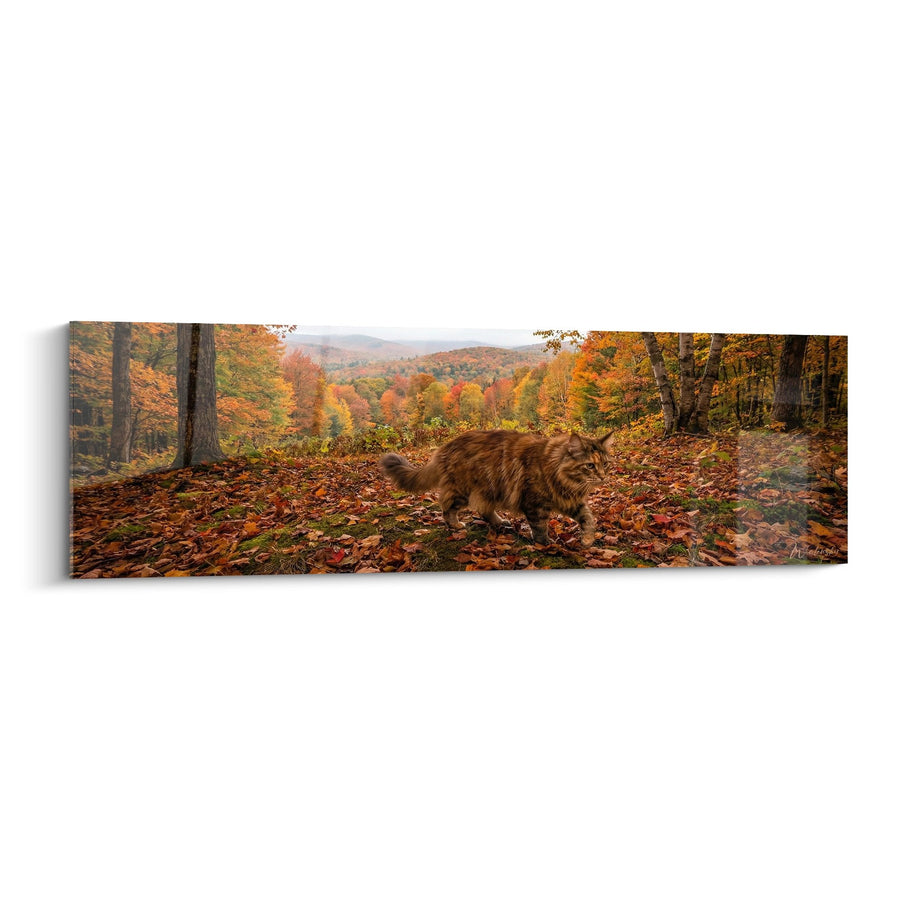 Tableau Chat Maine Coon Automne - Promenade Forestière - Edition chat Maine Coon