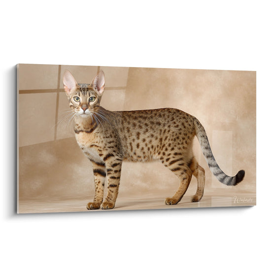 Serengeti kattenportret - Katachtige majesteit - Serengeti katteneditie