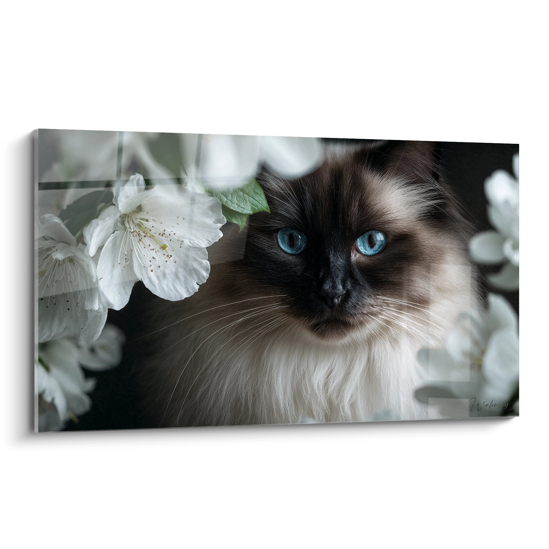 Wandbild birmesische Katze mit blauen Augen zwischen weißen Kirschblüten auf dekorativem Canvas