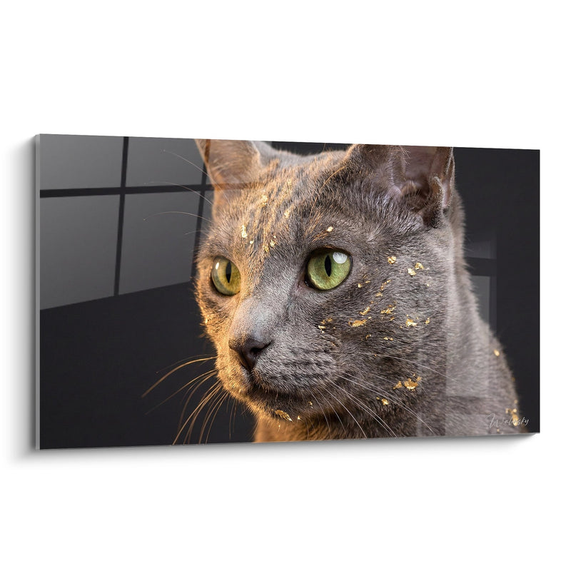 Chat Tableau Korat con occhi verdi - sguardo intenso - Edizione gatto Korat