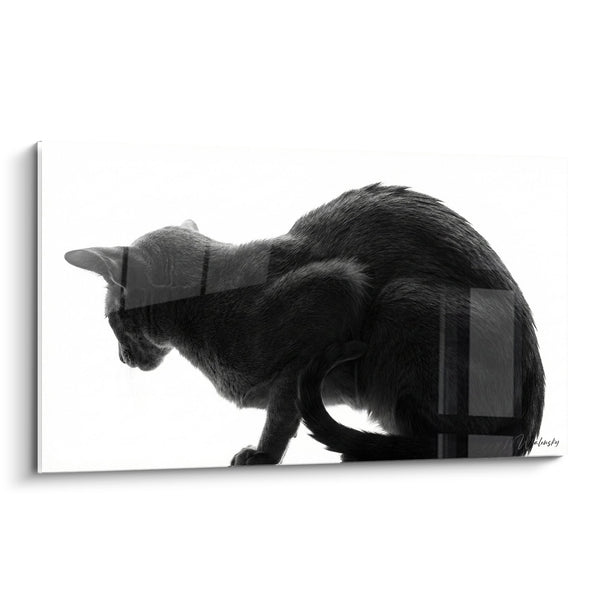 Cuadro Gato Negro y Blanco Silueta - Elegancia Felina - Edición gato Oriental Shorthair