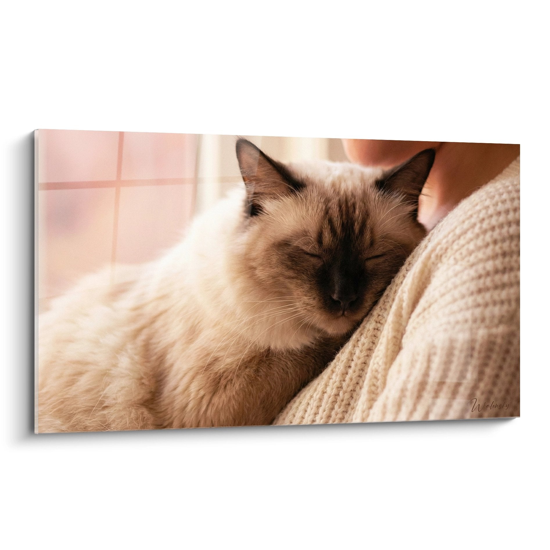 Tableau mural chat Balinais endormi contre pull beige, art félin intimiste et chaleureux