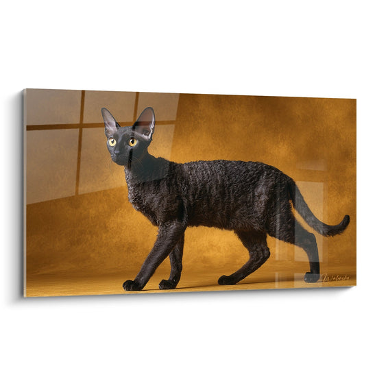 Schilderij Zwarte Cornish Rex Kat - Gouden Feline Elegantie - Editie Cornish Rex kat