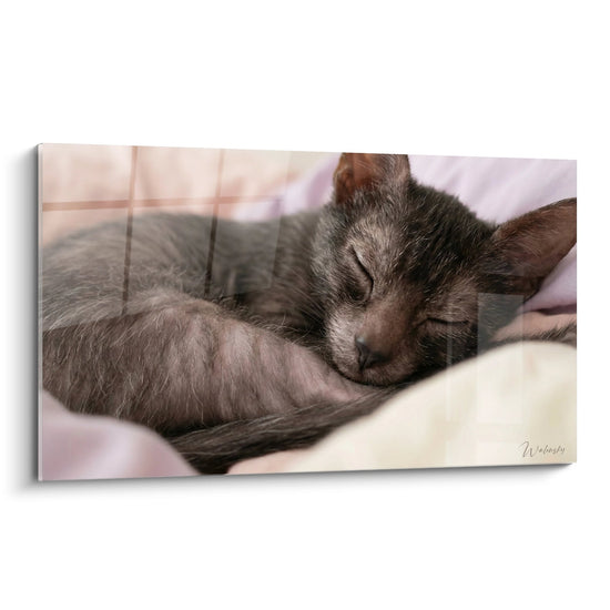 Obraz kota Lykoi śpiącego - Troska Kotka - Edycja kota Lykoi