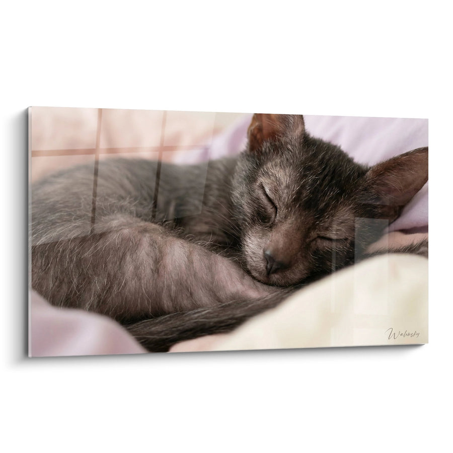 Tableau chat Lykoi endormi - Tendresse Féline - Edition chat Lykoi
