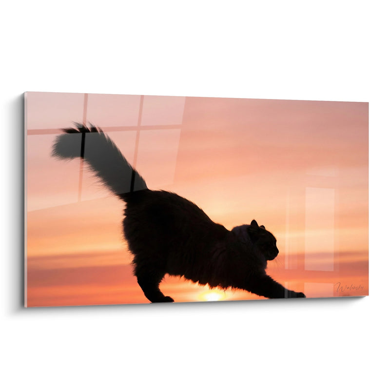 Silhouette del Gatto Chat in Posizione Rilassata - Felino in Controluce - Edizione Gatto Ragamuffin