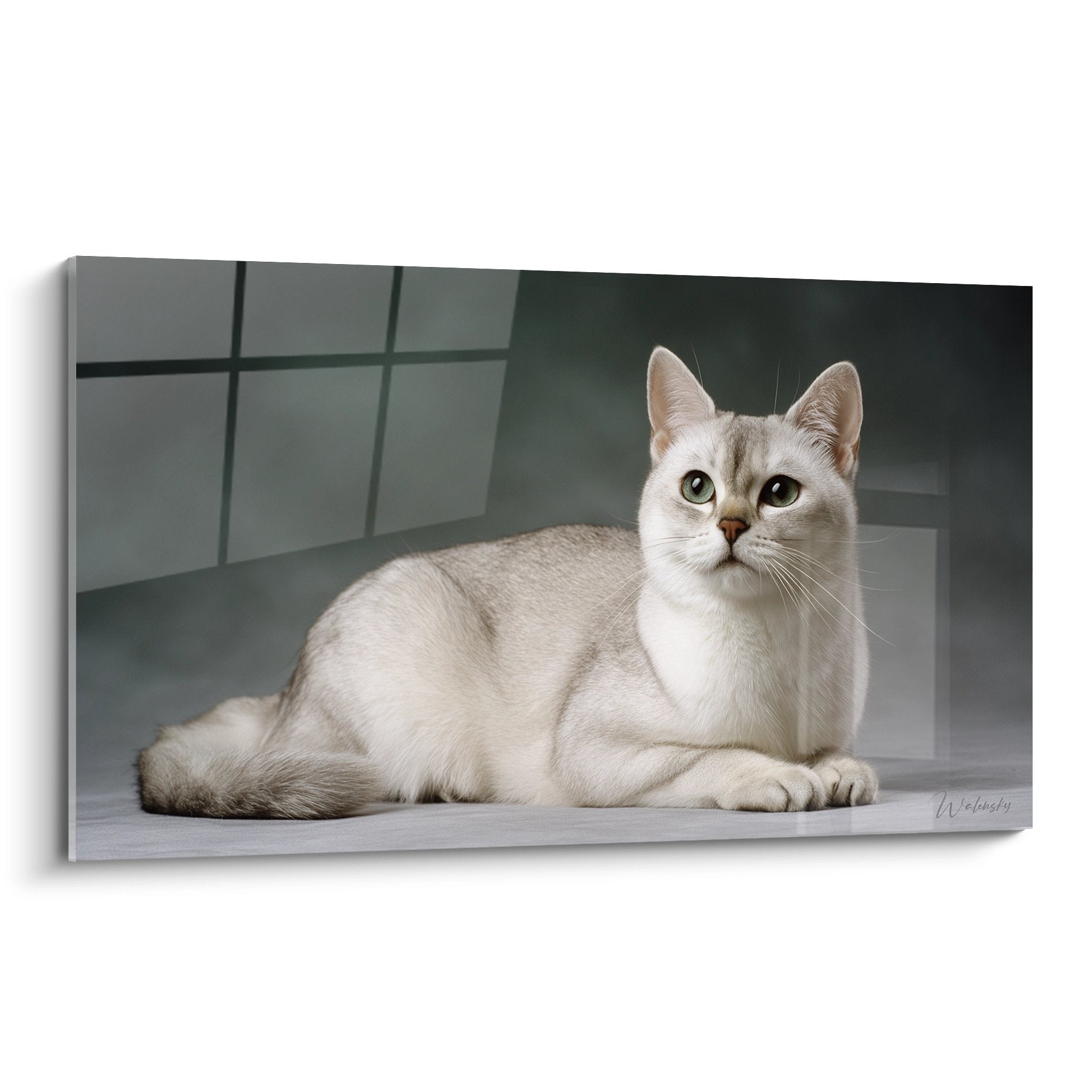 Tableau mural représentant un chat Burmilla argenté aux yeux verts allongé élégamment sur fond moderne