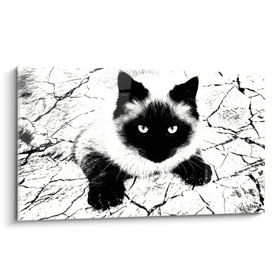 Cuadro Gato Siamés Blanco y Negro - Mirada Penetrante - Edición gato Himalayan
