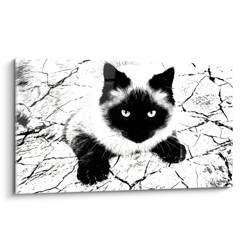 Gemälde Siamkatze Schwarzweiß - Durchdringender Blick - Edition Himalaya-Katze