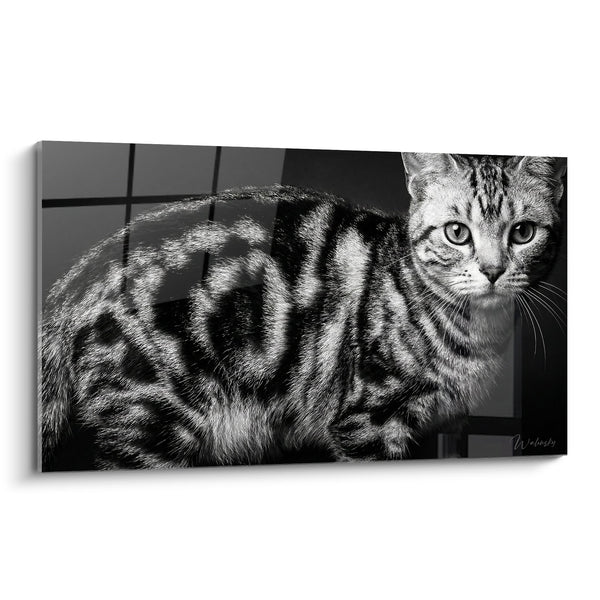 Tabella Chat Tigré Nero e Bianco - Sguardo Penetrante - Edizione del Gatto American Shorthair
