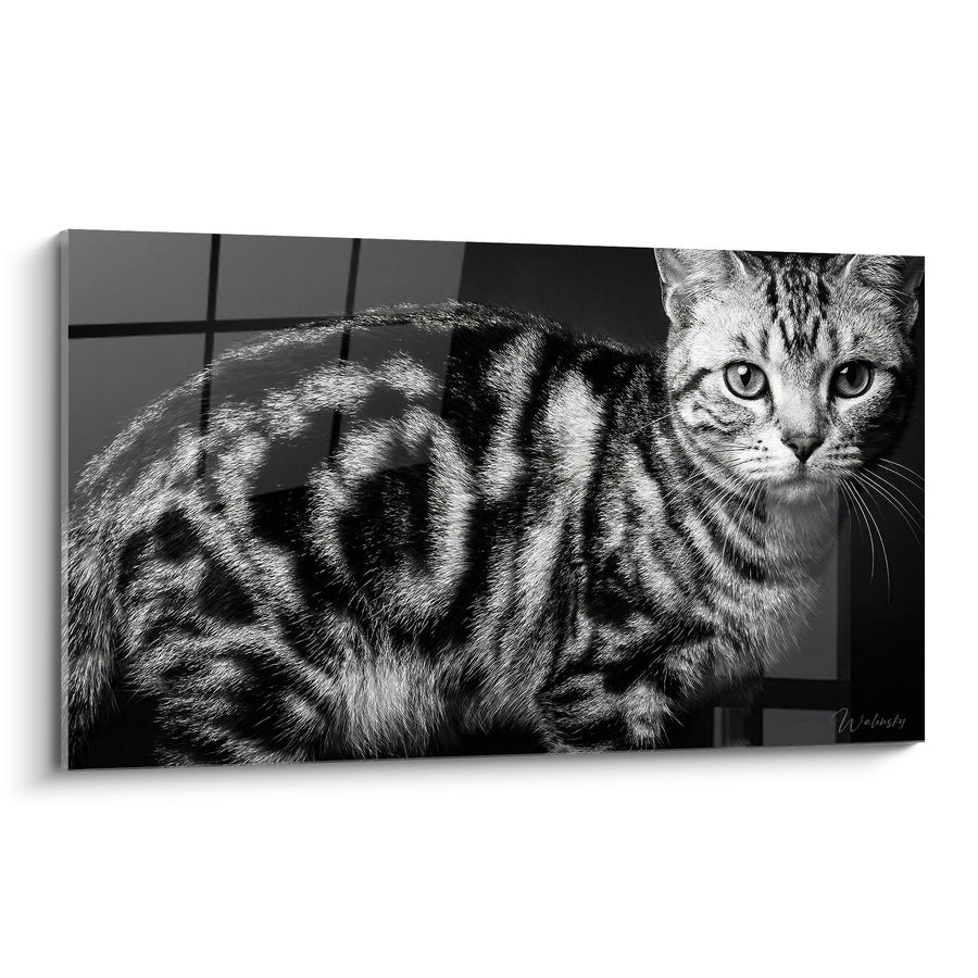 Tableau Chat Tigré Noir et Blanc - Regard Perçant - Edition chat American Shorthair