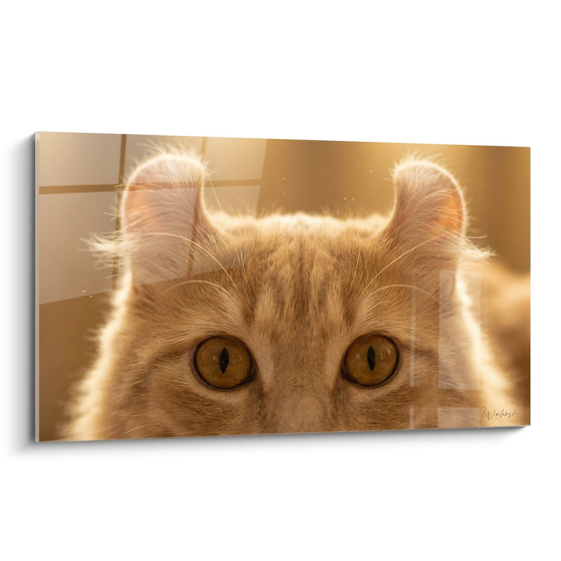 Tableau Chat American Curl Roux - Regard Doré - Edition chat American Curl