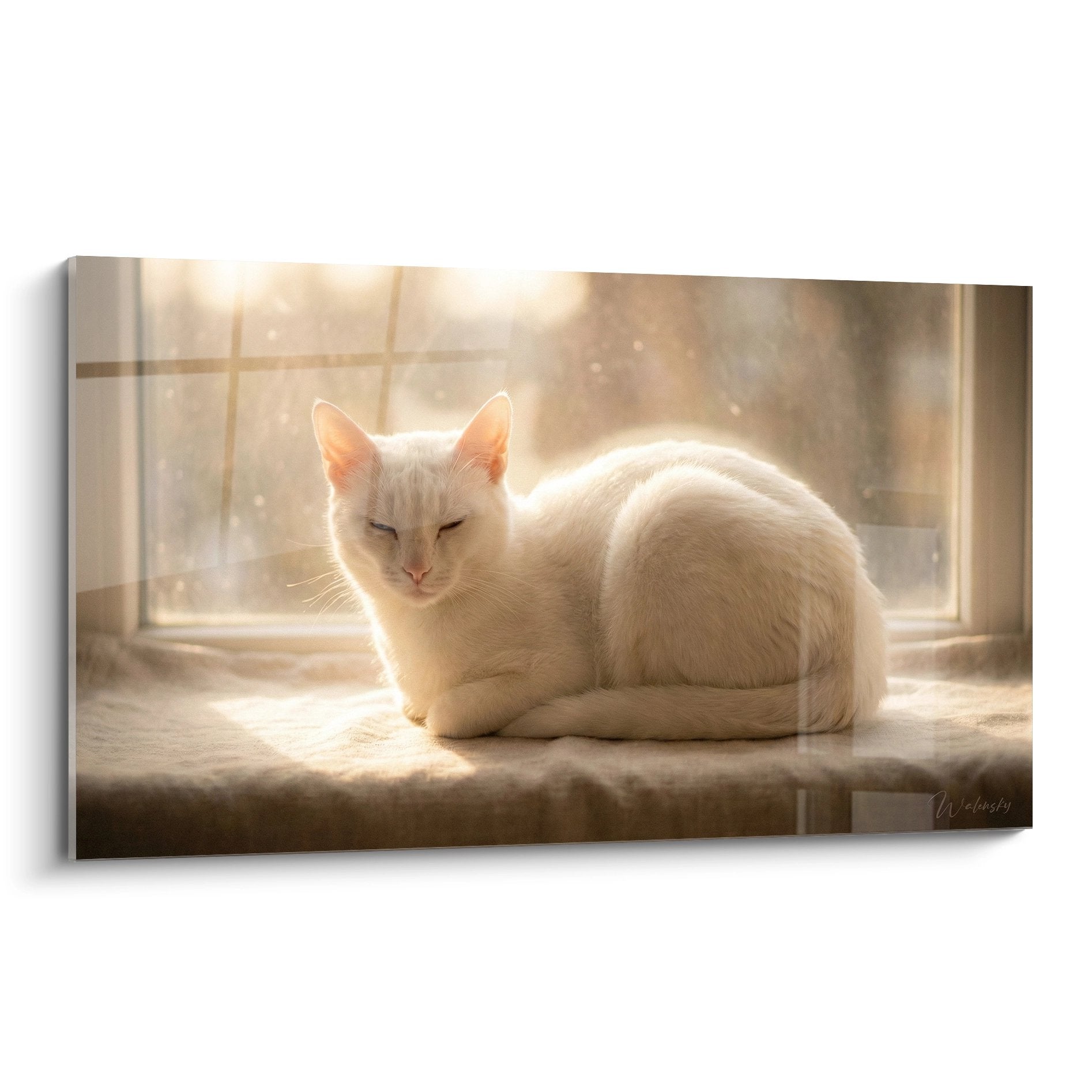 Chat blanc Khao Manee paisible sur rebord fenêtre baigné lumière dorée tableau mural décoratif