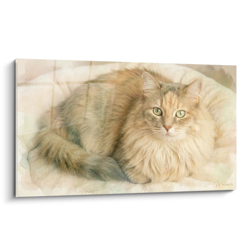 Tabella Chat Ragamuffin Roux - Dolcezza Felina - Edizione chat Ragamuffin