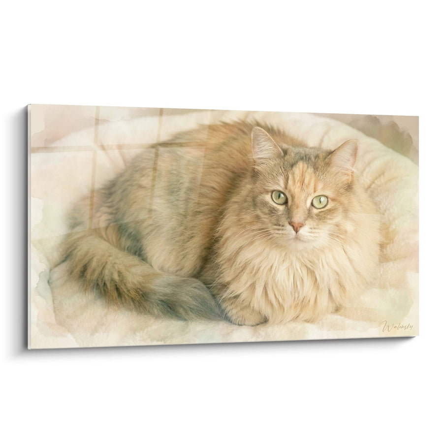 Tableau Chat Ragamuffin Roux - Douceur Féline - Edition chat Ragamuffin