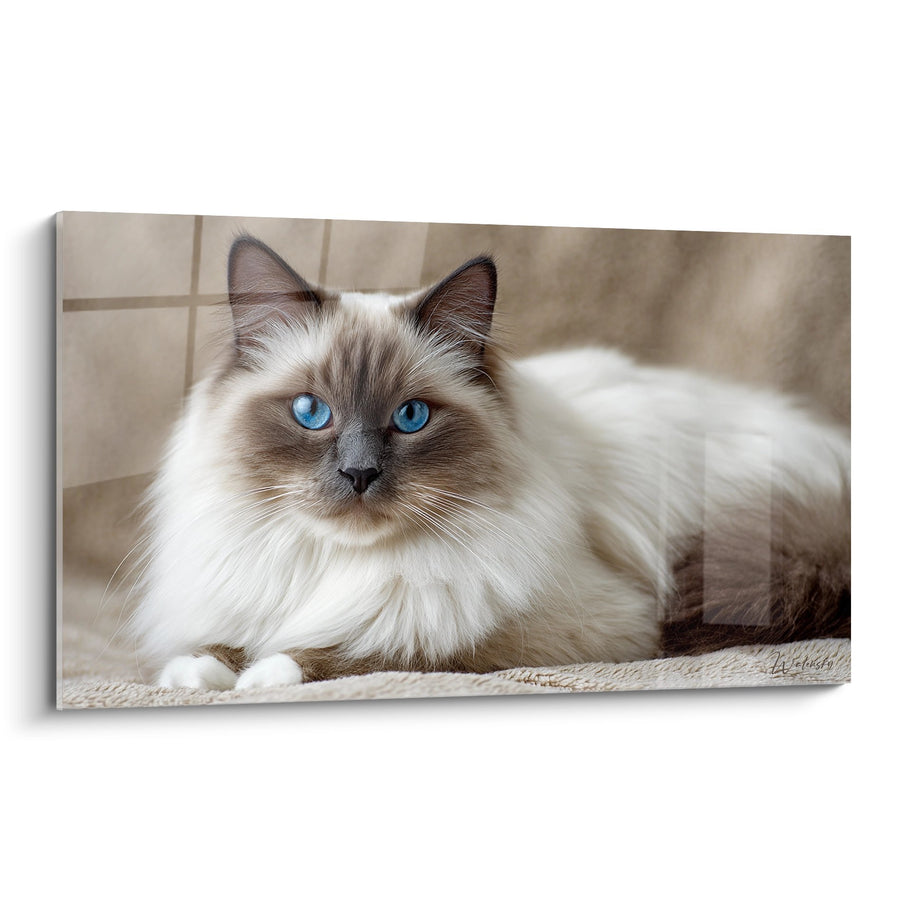 Tableau Chat Birman aux Yeux Bleus - Élégance Féline - Edition chat Birman