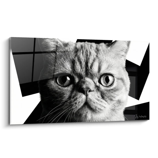 Cuadro Retrato Gato Exotic Shorthair Negro y Blanco - Mirada Penetrante - Edición gato Exotic Shorthair