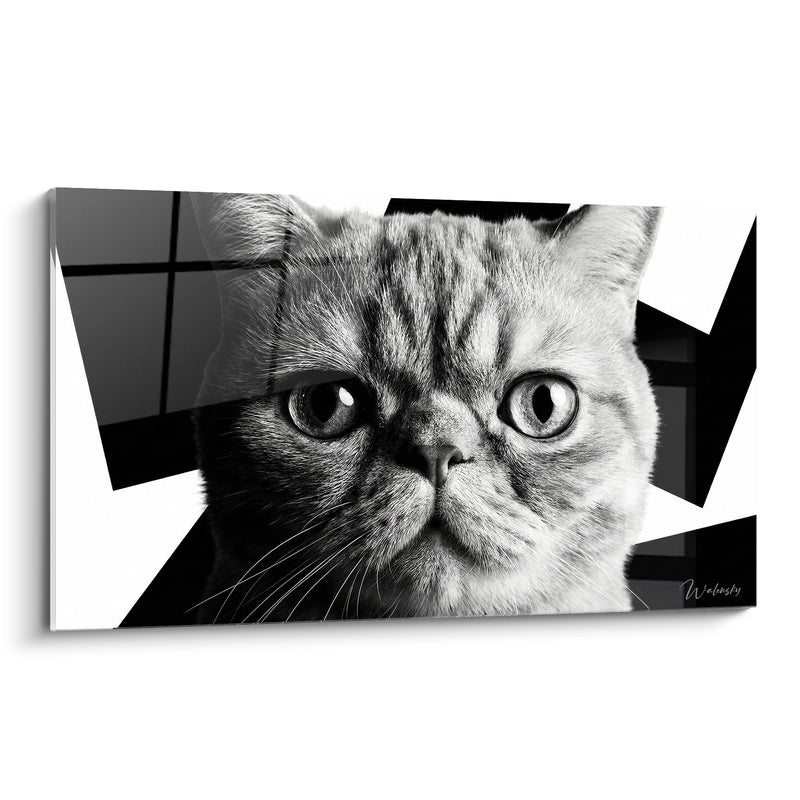 Tableau Porträt Exotic Shorthair Katze Schwarzweiß - Durchdringender Blick - Edition Exotic Shorthair Katze