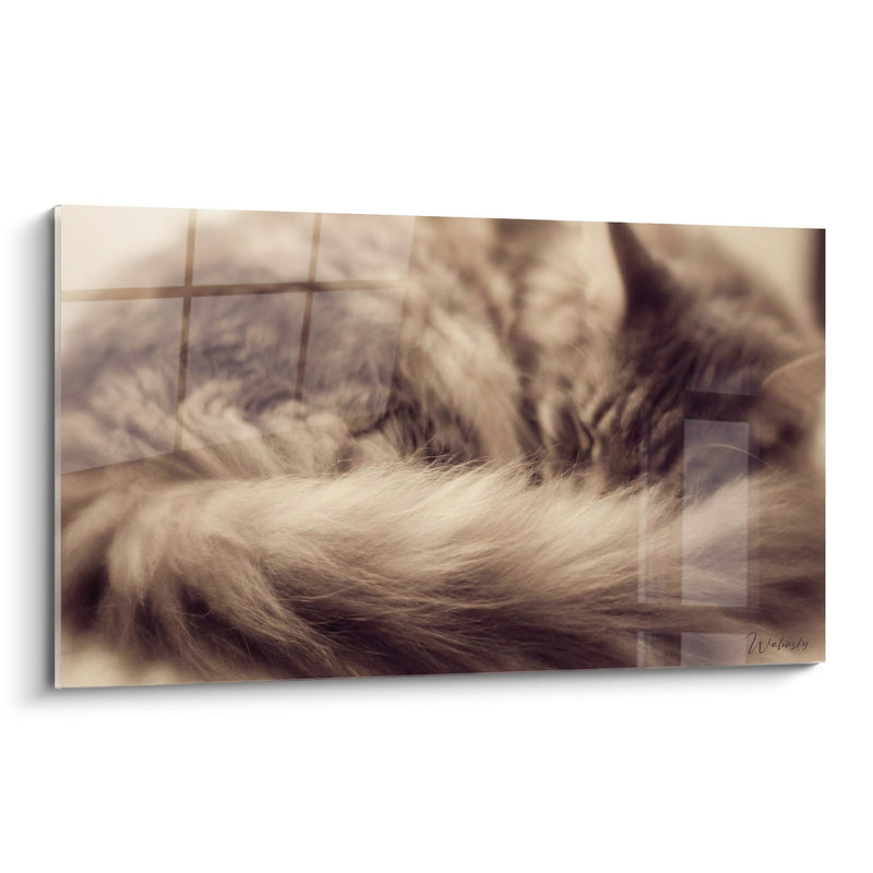 Maine-Coon-Katze Gemälde mit seidigem Fell – Feline Zärtlichkeit – Maine-Coon-Katzen-Edition