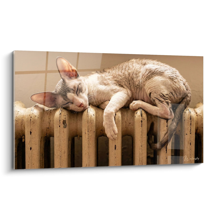 Tableau chat Cornish Rex endormi sur radiateur - Douceur Hivernale - Edition chat Cornish Rex
