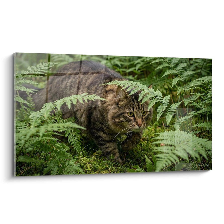 Tableau Chat Norwegian Forest Cat dans les Fougères - Mystère Forestier - Edition chat Norwegian Forest Cat