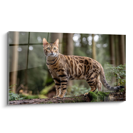 Bengaalse kat in het bos - Wild portret - Bengaalse kat editie