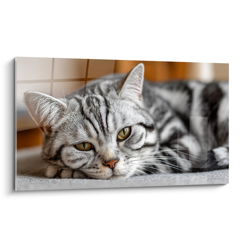 Tableau Chat American Shorthair Repos - Douceur Contemplative - Edition chat American Shorthair