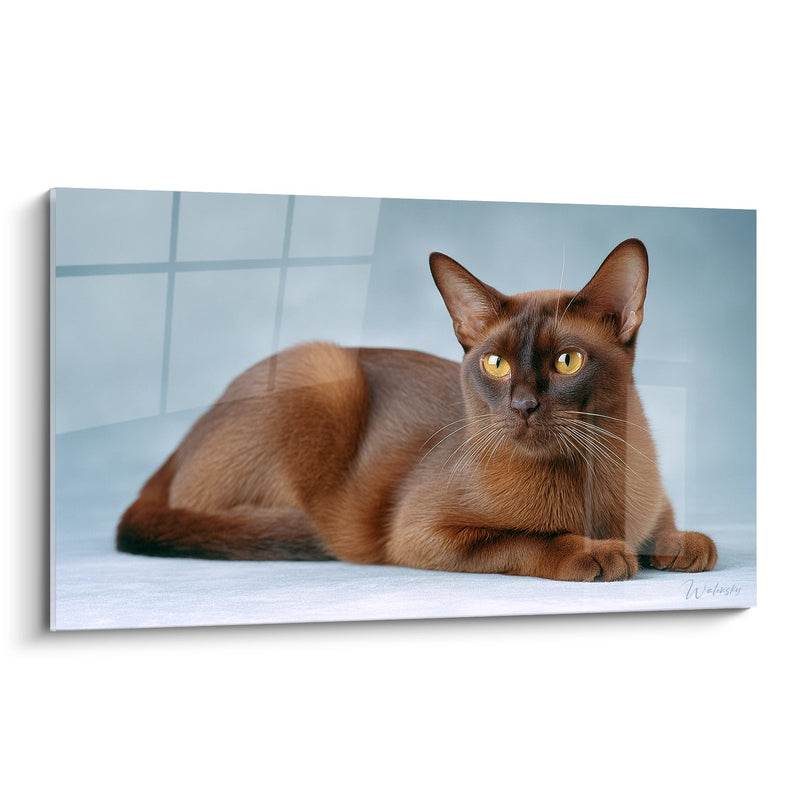 Tabella Chat Birmano Elegante - Sguardo Dorato Sbalorditivo - Edizione chat Birmano